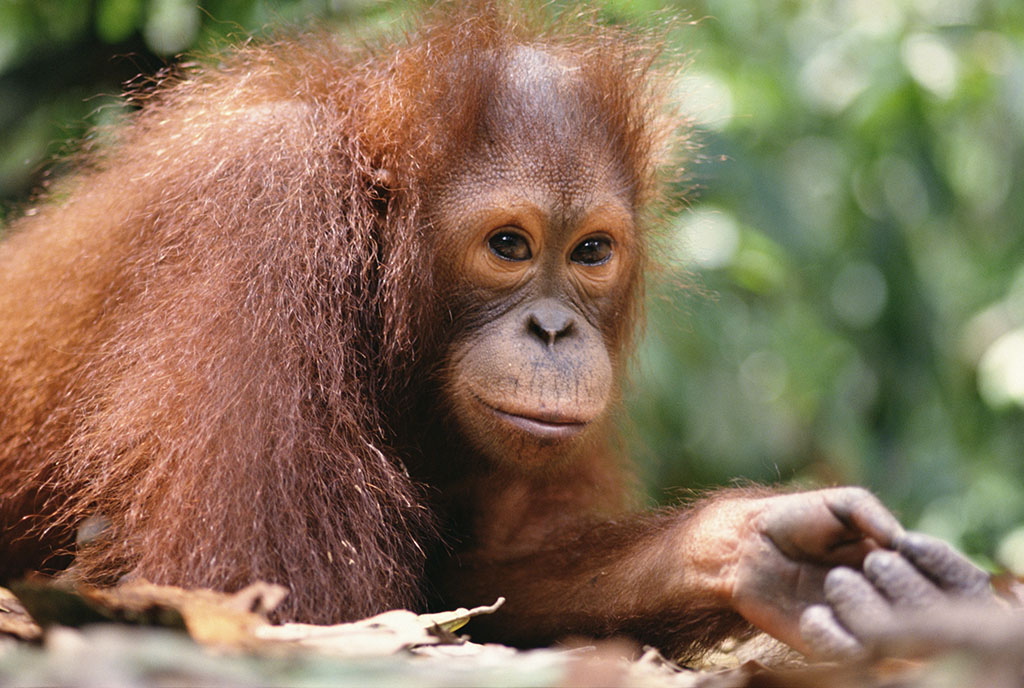 婆羅洲猩猩沙巴亞種
