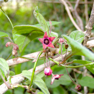 Emplectanthus dalzellii