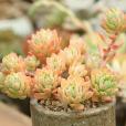 馬庫斯(景天科Sedeveria屬植物) 馬庫斯(景天科Sedeveria屬植物)