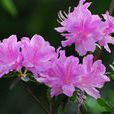 雙被花