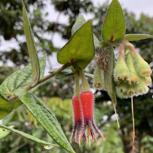 Ceratostema lanigerum