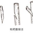 腹接 腹接