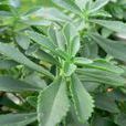 大葉珍珠菜 大葉珍珠菜