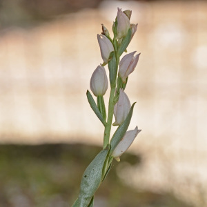 Cephalanthera cucullata