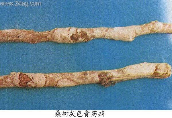 隔擔菌目 隔擔菌目