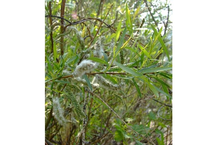 蒿柳(s.sp) p786 蒿柳(s.sp) p786
