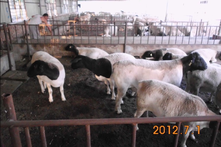 杜泊綿羊養殖場