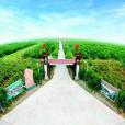 新白村 新白村