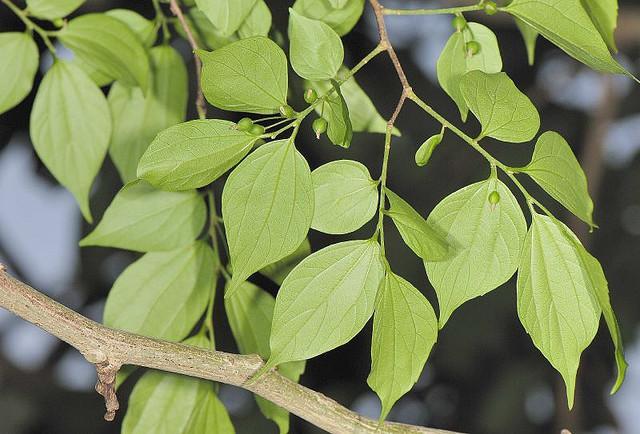 小花楠 小花楠