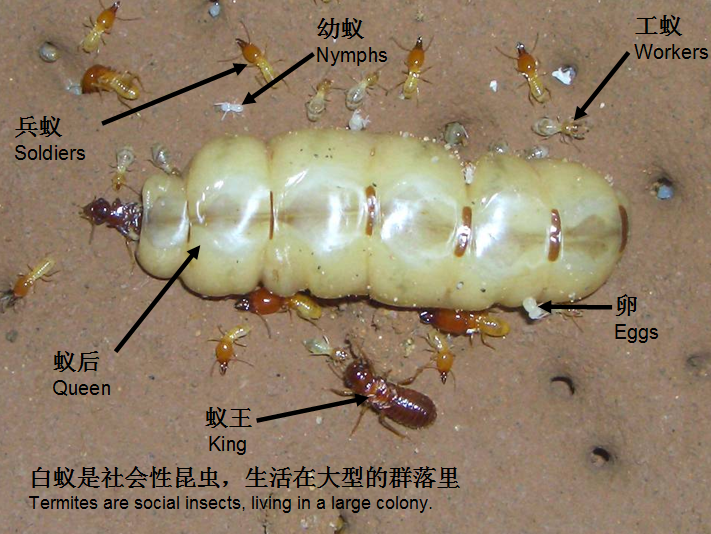 仙遊白蟻