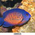 刺尻魚屬 刺尻魚屬