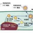 B肝病毒受體 B肝病毒受體