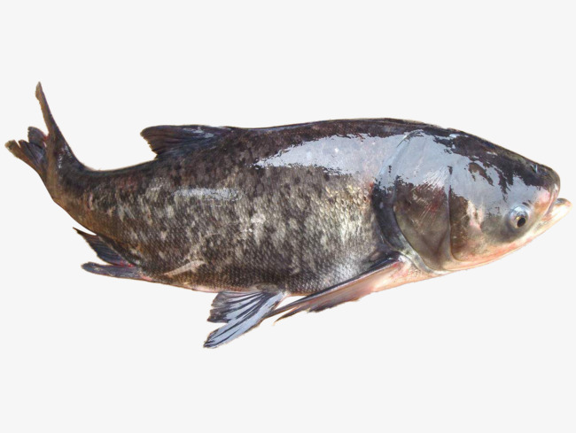 金塔大頭魚