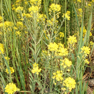 Alyssum rostratum