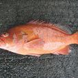 截尾石斑魚 截尾石斑魚