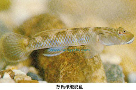蘇氏櫛鰕虎魚