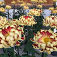 美冠菊 美冠菊