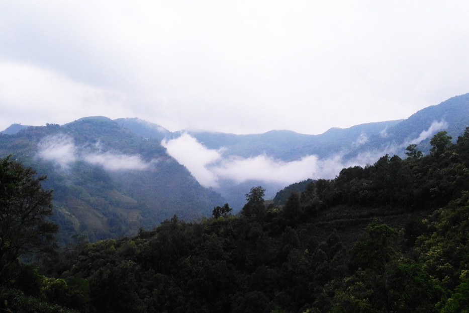 舊寨茶山 舊寨茶山
