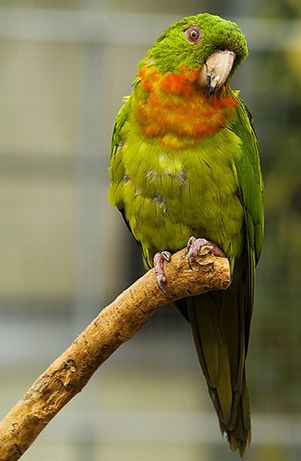 紅喉錐尾鸚鵡