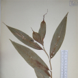 攀援孔藥花 攀援孔藥花
