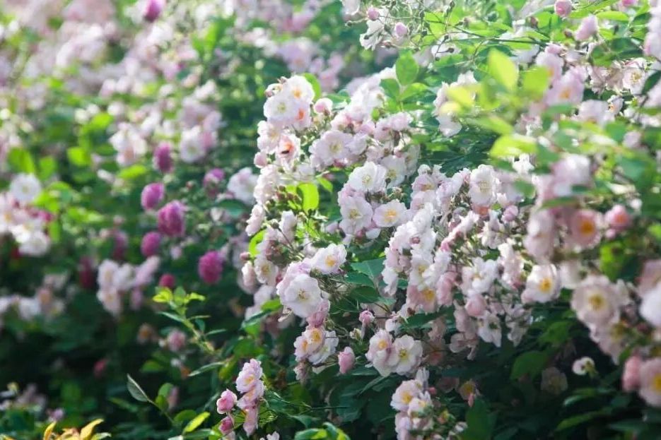 西康薔薇 西康薔薇