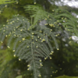 文竹(植物物種)