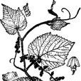 秋葡萄(植物)