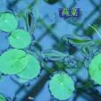 蓴(藥材) 蓴(藥材)