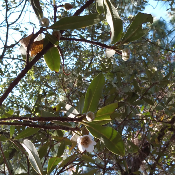 Ternstroemia lineata