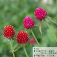 萊蒙蒂 萊蒙蒂