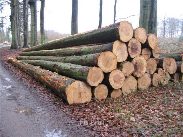 木材進口報關流程