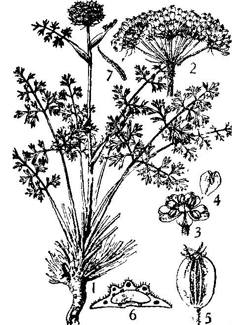 脹果芹 脹果芹