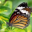 粗脈棕斑蝶