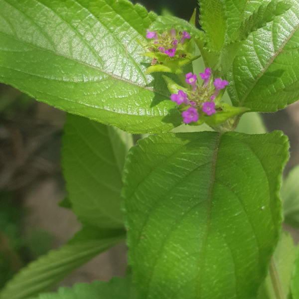 Lantana ukambensis