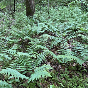 Dryopteris goldieana