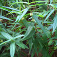 糯米草 糯米草