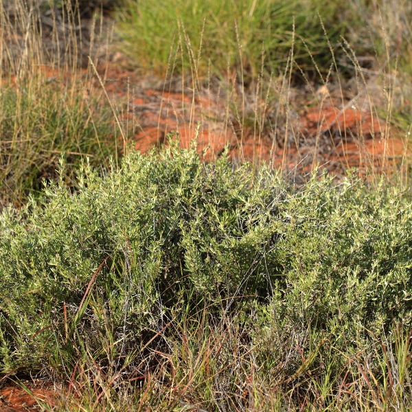 Scaevola sericophylla