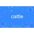 cattle cattle