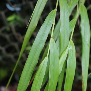 箱根草 箱根草