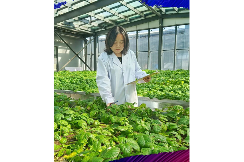 呂文霞(內蒙古中加農業生物科技有限公司技術總監,中級農藝師) 呂文霞(內蒙古中加農業生物科技有限公司技術總監,中級農藝師)