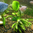 香蕉草