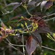 山柳(植物) 山柳(植物)