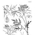 線葉水芹 線葉水芹