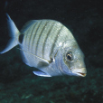 白尾雀鯛魚(斑卡雀) 白尾雀鯛魚(斑卡雀)