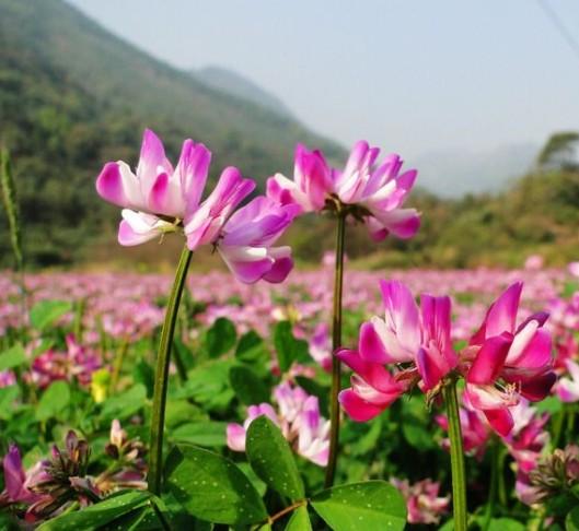 蓮華(紫雲英的別稱)