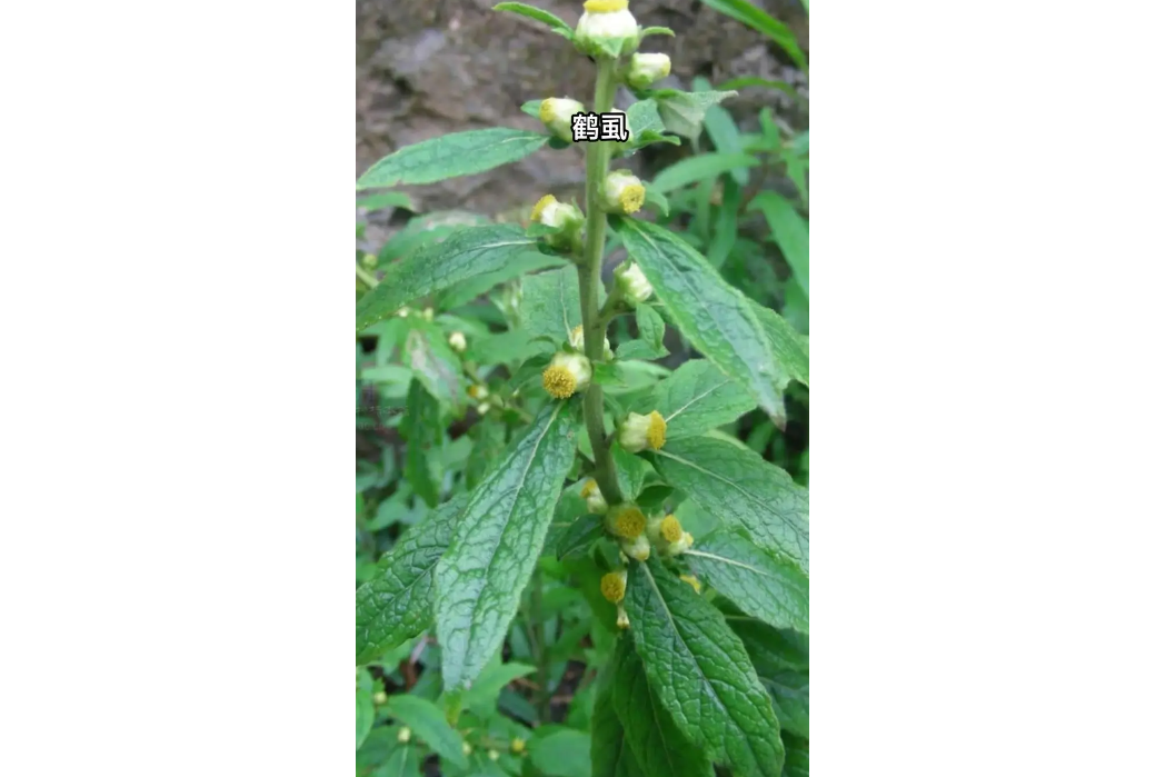 鶴虱(植物) 鶴虱(植物)