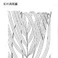 長葉鳳尾蕨 長葉鳳尾蕨