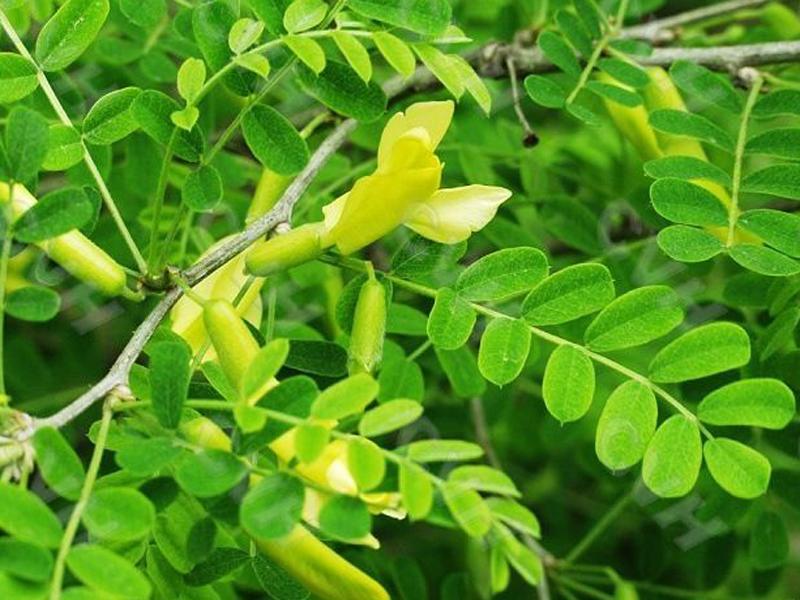 準噶爾錦雞兒 準噶爾錦雞兒
