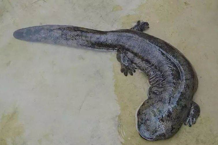 原鯢亞科 原鯢亞科