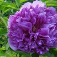 桐花紫 桐花紫